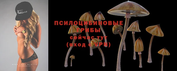 стаф Аркадак